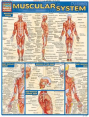 MUSCULAR SYSTEM